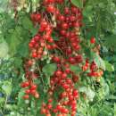 Tomate, Cherry Tomate Sweet Million F1 - Solanum lycopersicum - Samen