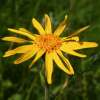 Bergwohlverleih - Arnica montana - Samen