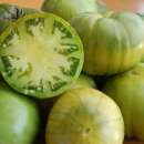 Tomate Aunt Rubys German Green - Solanum lycopersicum -...