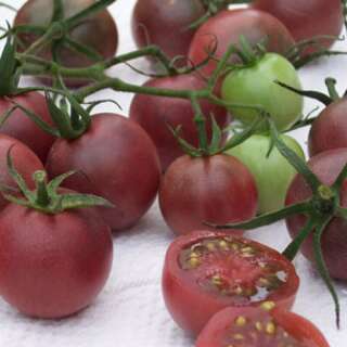 Tomate Chocolate Cherry - Solanum lycopersicum -...
