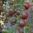 Tomate Chocolate Cherry - Solanum lycopersicum -...