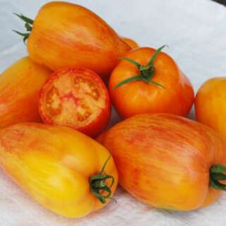 Tomate Artisan Fire -  Solanum lycopersicum - Tomatensamen