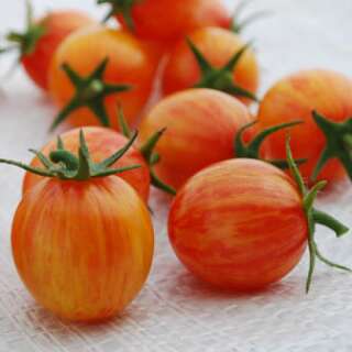 Tomate Artisan Golden Bumble Bee  - Solanum lycopersicum...