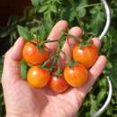 Tomate Artisan Golden Bumble Bee  - Solanum lycopersicum...