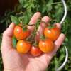 Tomate Artisan Golden Bumble Bee  - Solanum lycopersicum - Tomatensamen