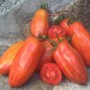 Tomate Artisan Marzano Fire -  Solanum lycopersicum -...
