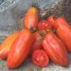 Tomate Artisan Marzano Fire -  Solanum lycopersicum - Tomatensamen