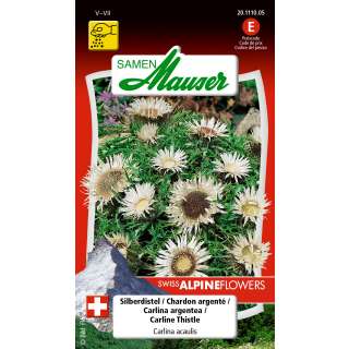 Distel, Silberdistel - Carlina acaulis - Samen