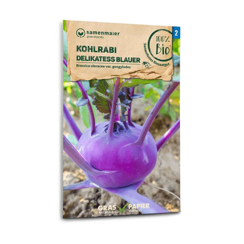 Kohlrabi Delikatess blauer - Brassica oleracea var. gongylodes - BIOSAMEN