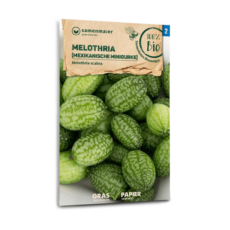 Melothria, mexikanische Minigurke -  Melothria scabra  - BIOSAMEN