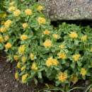 Rosenwurz - Rhodiola rosea - BIOSAMEN