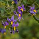 Bittersüsser Nachtschatten - Solanum dulcamara - Samen