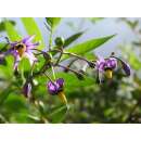 Bittersüsser Nachtschatten - Solanum dulcamara - Samen