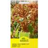 Inkaweizen Körner-Amaranth Golden - Amaranthus caudatus  - Samen