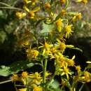 Gewöhnliche Goldrute - Solidago virgaurea - Samen