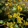 Gewöhnliche Goldrute - Solidago virgaurea - Samen