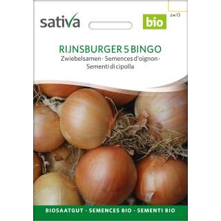 Zwiebel Rijnsburger 5 Bingo - Allium cepa  - BIOSAMEN
