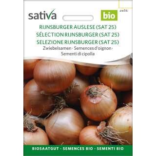 Zwiebel Rijnsburger Auslese - Allium cepa  - BIOSAMEN