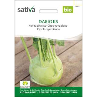 Kohlrabi, weiss Dario KS (Sat 22) - Brassica ol. aceph. gongylodes  - DEMETERSAMEN