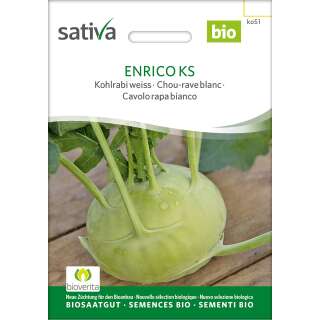 Kohlrabi, weiss Auslese sehr früh (Sat 21) - Brassica ol. aceph. gongylodes  - BIOSAMEN