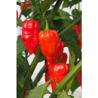 Chili, Peperoncini Buth Jolokia - Capsicum annuum - Biosamen