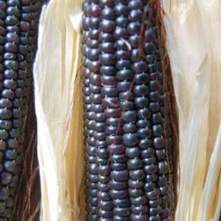 Ribelmais Schwarzer Tessiner - Zea mays - Demeter...