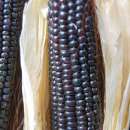 Ribelmais Schwarzer Tessiner - Zea mays - Demeter Biologische Samen