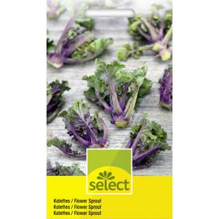 Flower Sprout - Brassica oleracea - Samen