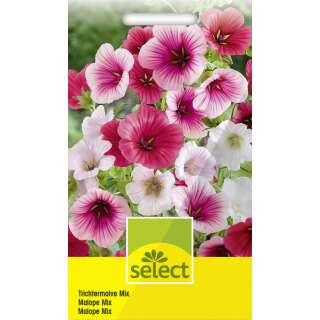 Trichtermalve Mix - Malope trifida Malvaceae - Samen