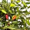 Chili Apache - Capsicum annuum - Samen