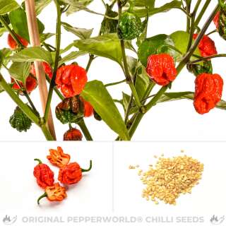 Chili Carolina Reaper - Capsicum chinense - Samen