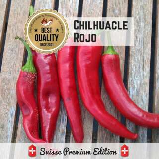 Chili Chilhuacle Rojo - Capsicum annuum - Samen