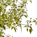 Chili Chiltepin Sonora Brown - Capsicum annuum - Samen