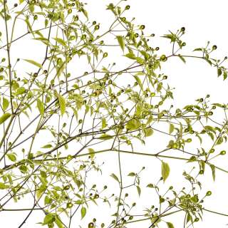Chili Chiltepin Sonora Yellow - Capsicum baccatum - Samen