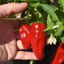 Chili Chimayo - Capsicum annuum - Samen