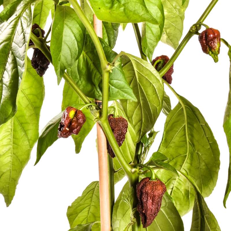 Chili Chocolate Naga/Bhut Jolokia - Capsicum chinense - Samen
