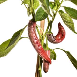 Chili Elefant - Capsicum annuum - Samen