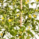 Chili Gelbe Kirsche - Capsicum frutescens - Samen