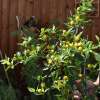 Chili Gelbe Kirsche - Capsicum frutescens - Samen