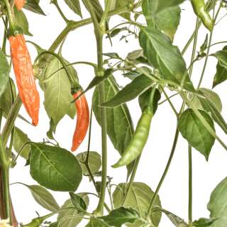 Chili Hot Orange - Capsicum baccatum - Samen