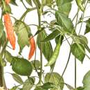 Chili Hot Orange - Capsicum baccatum - Samen