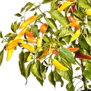 Chili Hungarian Wax - Capsicum annuum - Samen