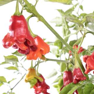 Chili Jamaican Bell - Capsicum baccatum - Samen