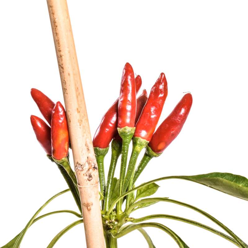 Chili Kusburnu - Capsicum annuum - Samen