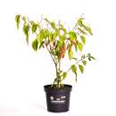 Chili Naga/Bhut Jolokia Red - Capsicum chinense - Samen