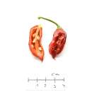 Chili Naga/Bhut Jolokia Red - Capsicum chinense - Samen