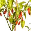 Chili Naga/Bhut Jolokia Red - Capsicum chinense - Samen