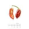 Chili Naga/Bhut Jolokia Red - Capsicum chinense - Samen