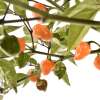 Chili Orange Lantern - Capsicum chinense - Samen