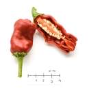 Chili Peter Pepper Red - Capsicum annuum - Samen